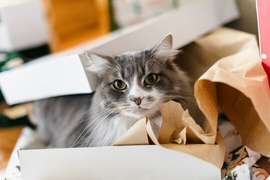 Christmas kitty in a box