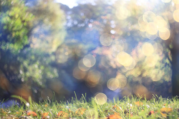 Sunny autumn abstract nature background, soft backdrop view