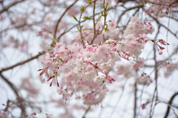 福岡城と桜