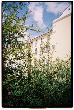 Tall Bamboo Plants Surround a  Building