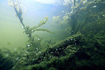 underwater photo, swamp pond or river, green freshwater background, green algae plankton, dirty water blooms