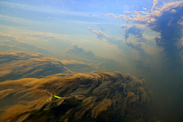 dirty muddy water underwater photo, yellow water, sunlight underwater, swamp or river golden hue