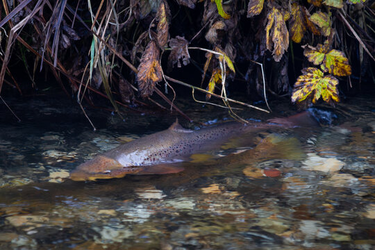 Trout swims in clear water under autumn leafs