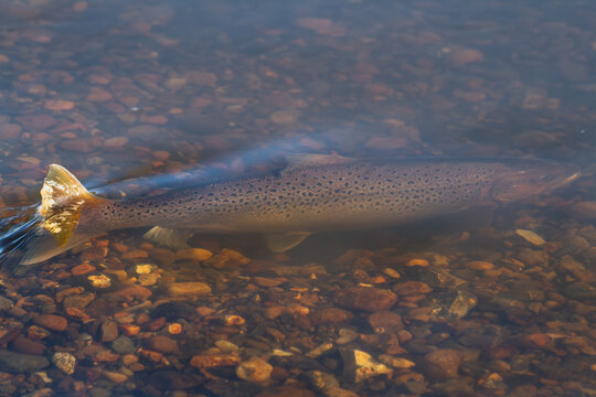 A trout rests on a low water gravel bank