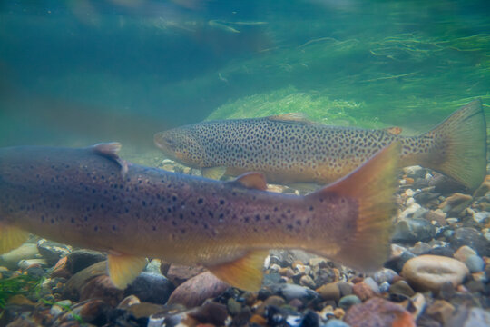 Two trouts on a spawning ground