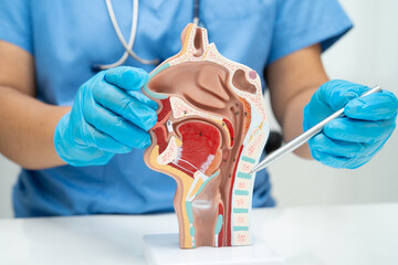 Asian doctor with nasal oral throat cavity neck human anatomy model for study diagnosis and treatment in hospital.