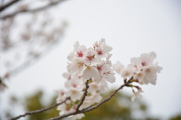 Obraz premium 福岡城と桜