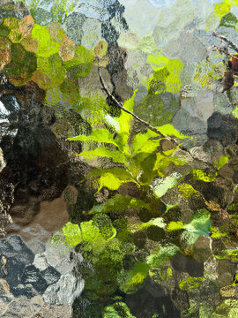 Lush Green Leaves Seen Through Textured Glass in Natural Light