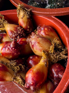 Tasty Seafood, Sea pineapple in Jeju Island, Korea. 
