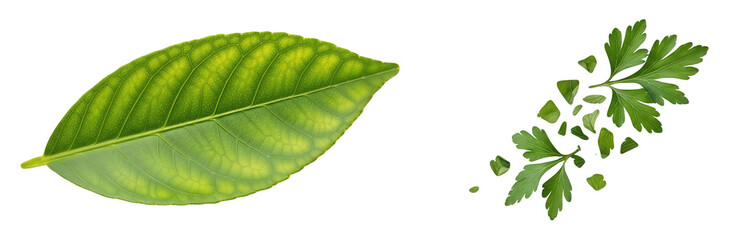 Obraz premium Close up of a large green leaf showing vein patterns and yellow spots indicating possible nutrient deficiency next to scattered fresh bright green parsley herb