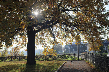 Sunny autumn abstract nature background, soft backdrop view