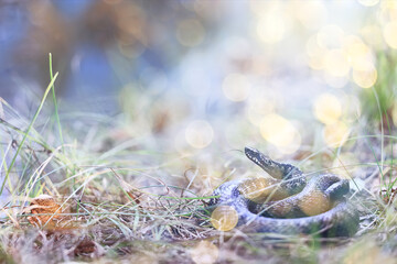 A venomous dangerous snake, a viper in the wild