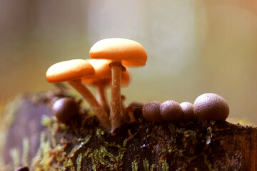 Small inedible mushrooms in the forest, macro photo of nature