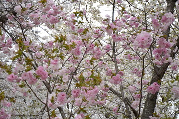 福岡城と桜