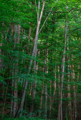 714-103 Tall and Thin