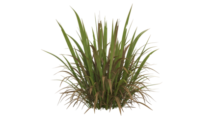 A Lush Green Bush of Grass with Thin Leaves.