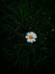 white daisy flower