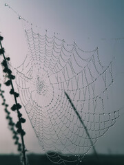 spider web with dew drops