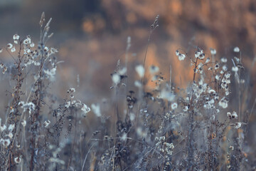 Fototapeta premium Dry autumn grass in the field, autumn view background, nature