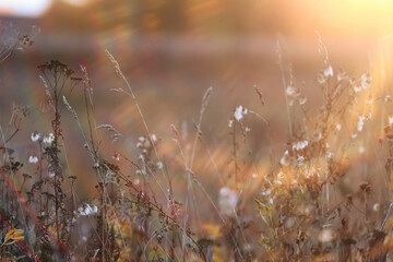 Fototapeta premium Autumn nature view, dry grass on a sunny day, the background of the outgoing season in warm tones