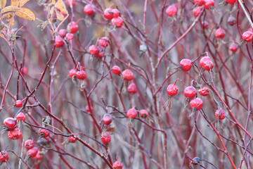 Rosehip autumn harvest of red berries on thorny bushes, a natural vitamin