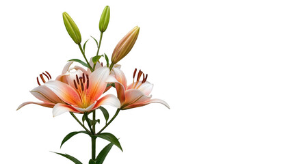 Fototapeta premium Stargazer Oriental Lily Flower Branch with Pink Orange and White Blooms and Green Buds Isolated on Clean transparent background Perfect for Spring Summer