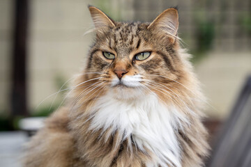 MANCOON CAT ON A TABLE 