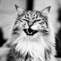 MANCOON CAT ON A TABLE 