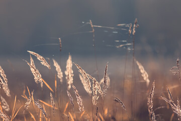 Fototapeta premium Autumn nature view, dry grass on a sunny day, the background of the outgoing season in warm tones