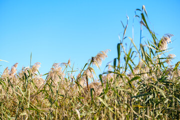 Golden Reed Field Under Clear Blue Sky With Tall Grasses in Autumn Light