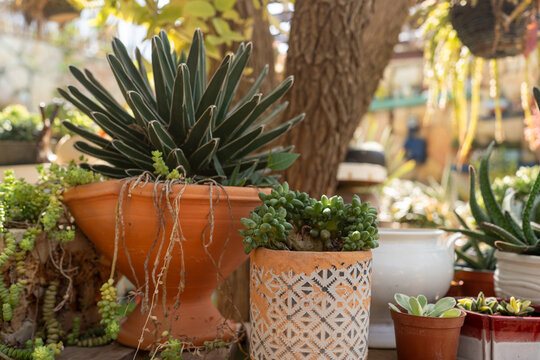 Beautiful Succulent Plants in Terracotta Pots Near Garden Trees