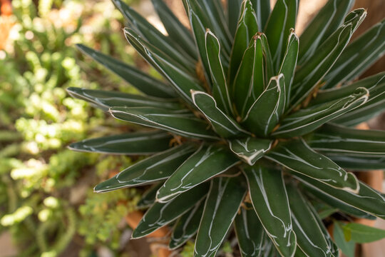 Close-up of Vibrant Green Plant With Unique Leaf Patterns