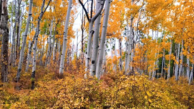 Row of Aspen trees with brilliant foliage in autumn time at Kebler pass in Colorado. Slow motion.