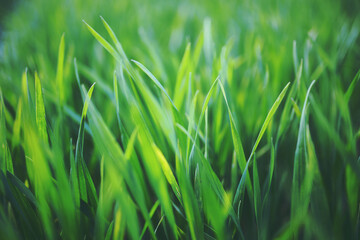 green grass background