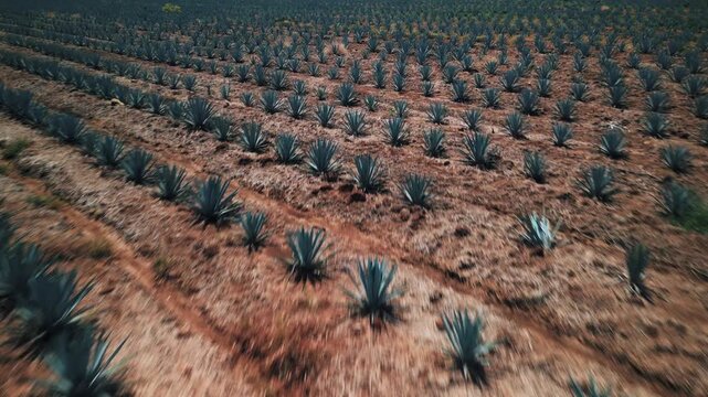 Aerial Drone Footage of Agave Fields in Tequila, Mexico &mdash; Blue Agave Rows, Scenic Farmland Patterns, and Iconic Landscape of Jalisco&rsquo;s Tequila-Producing Region