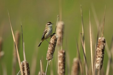 Naklejka premium Small bird perched on a cattail in a marshy wetland