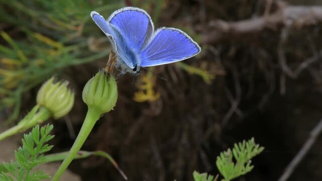 Hauhechel-Bl&auml;uling // Common blue (Polyommatus icarus)