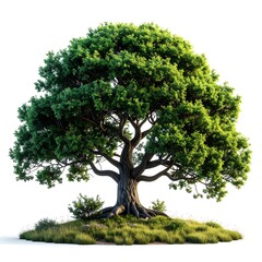 Large leafy tree with thick trunk, roots, and grassy base