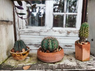 Three different cacti in pots on a wooden surface near a vintage window.