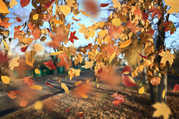 Leaf fall landscape in autumn park, colorful leaves flying in the wind background of October