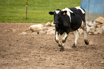 A black and white cow running in the barnyard