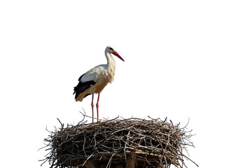 Majestic stork standing proudly in its nest