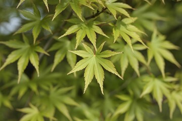 Delicate light green japanese maple leaves in spring