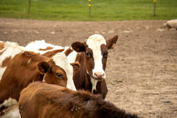 cows in a field