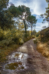 Fototapeta premium ronda,malaga,spain Sunburst through green pine trees illuminating a winding forest path with reflective puddles, showing nature walk and outdoors adventure