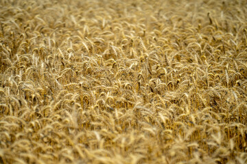 Naklejka premium Wheat background for agricultural and organic themes. Wheat background farmland. Textured wheat background for rural and agrarian concepts. Natural wheat background with golden harvest.