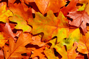 Autumn fall background. Maple and oak foliage. Yellow and orange leaves closeup.