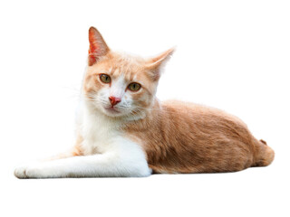 Orange and white tabby cat lie down and looking, cats are very popular pets, and are also very intelligent animals, isolated object on transparent background.