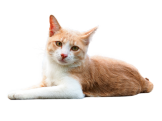 Orange and white tabby cat lie down and looking, cats are very popular pets, and are also very intelligent animals, isolated object on transparent background.