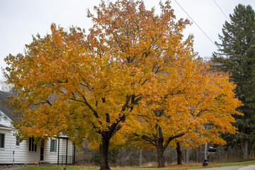 autumn tree in the park